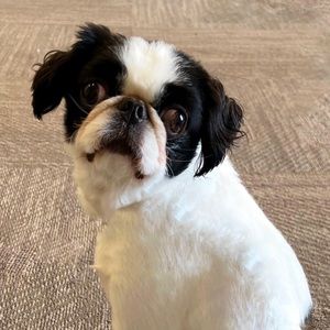 Meet your Posher, Andrea r